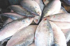 ফারাক্কা দিয়ে ইলিশ নিতে ভারতের নতুন কৌশল