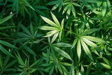 ফ্লোরিডায় গাঁজা বৈধ