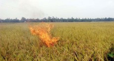 ধানক্ষেতে আগুন লাগিয়ে কৃষকের প্রতিবাদ