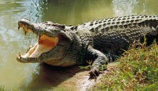 ঘুম ভেঙেই ১১ ফুট লম্বা কুমিরের মুখোমুখি বৃদ্ধা