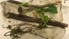 গাছের চারা বহন করায় ২ বাংলাদেশির ভিসা বাতিল করল অস্ট্রেলিয়া