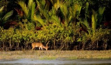 বুলবুলের ধ্বংসযজ্ঞে ঢাল হয়ে দাঁড়ায় সুন্দরবন
