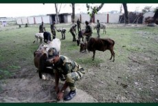 বাংলাদেশে গরু না পাঠালে ৩১ হাজার কোটি রুপি ক্ষতি হবে ভারতের