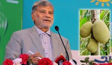 কাঁঠালের আকার ছোট করতে গবেষকদের আহ্বান মন্ত্রীর