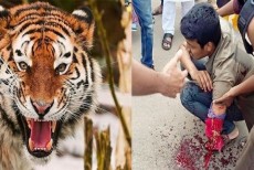 বঙ্গবন্ধু সাফারি পার্কে বাঘের থাবায় হাত গেল দর্শনার্থীর