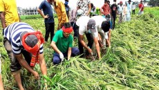 ধান কেটে বাড়ি পৌঁছে দিচ্ছে ছাত্রলীগ, কৃষকের মুখে হাসি