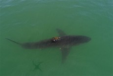 সান্তা ক্রুজ কাউন্টিতে হাঙ্গরের আক্রমণে সার্ফারের মৃত্যু