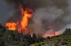 আগুনে পুড়লো সান বার্নারদিনো ন্যাশেনাল ফরেস্টের ১০০ একর