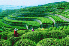 সম্ভাবনাময় সিলেটের পর্যটন খাত