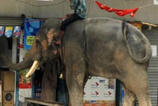বাগেরহাটে সার্কাসের হাতির পায়ের নিচে পড়ে নিহত ৩
