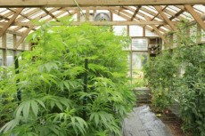 ক্যালিফোর্নিয়ায় 'মাদক ব্যবসায়ীদের' মধ্যে সংঘর্ষে ৭ জনের মৃত্যু, বিপুল পরিমাণ গাঁজা উদ্ধার