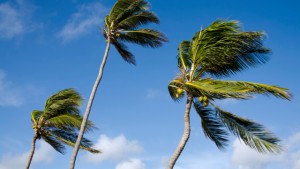 ক্যালিফোর্নিয়ায় বইছে ঝড়ো হাওয়া, লস এঞ্জেলেসে ‘উইন্ড এডভাইজরি’ জারি