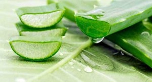 অ্যালোভেরার যত গুণ