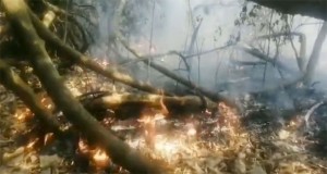 জ্বলছে সুন্দরবন, ছড়িয়ে পড়ছে আগুন