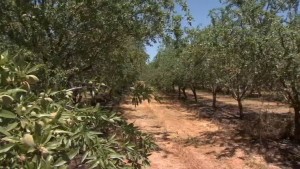 ক্যালিফোর্নিয়ার ৩৯ কাউন্টিতে খরা সতর্কতা জারি