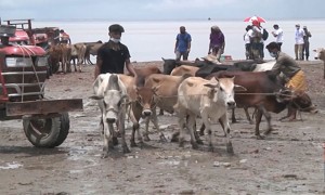 ঈদে ভাসানচরে রোহিঙ্গাদের জন্য ২৩৫ গরু কোরবানি