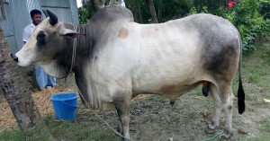 ৭ লাখ টাকার যুবরাজকে কিনলে ৪ মণ ওজনের গরু ফ্রি!