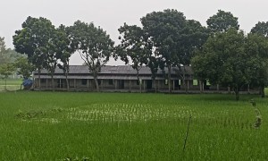 শিক্ষাপ্রতিষ্ঠান বন্ধ, স্কুল মাঠেই ধান চাষ