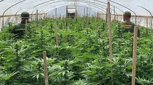 সান বার্নাডিনোয় গাঁজা চাষের অভিযোগে ৩৪ জন আটক