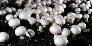 মাশরুম চাষ শিখতে ৩০ সরকারি কর্মকর্তার চীন ভারত ও থাই ভ্রমণ