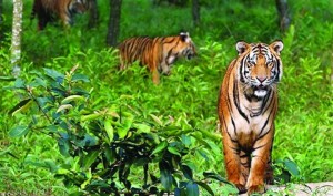 নানা সঙ্কটে কোটি প্রাণ আগলে রাখা সুন্দরবন