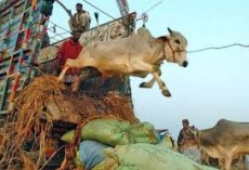 কোরবানির জন্য পশুর সংকট হবে না : বাণিজ্যমন্ত্রী