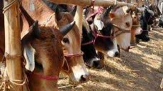 ঢাকাতে শনিবার জমবে গরুর হাট