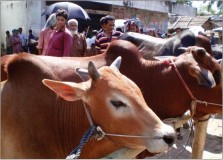 গরু ব্যবসায়ীরা আতঙ্কে