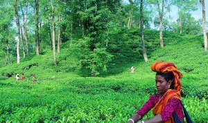 লোডশেডিংয়ে বিপর্যয়ের মুখে চা শিল্প, ব্যাপক প্রভাব পড়বে রফতানি বাজারে