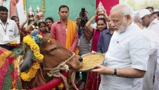 সৃষ্টির সেরা জীব মানুষ নাকি গরু ?