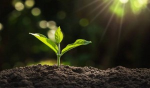 আজ বিশ্ব মাটি দিবস