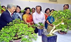 বনসাই সমাহারে মুগ্ধ প্রকৃতিপ্রেমীরা