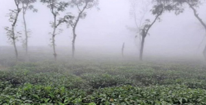দেশের দ্বিতীয় সর্বনিম্ন তাপমাত্রা শ্রীমঙ্গলে