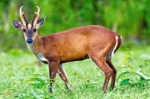 মৌলভীবাজারে আন্তঃনগর ট্রেনে পাওয়া গেল গলাকাটা মায়া হরিণ
