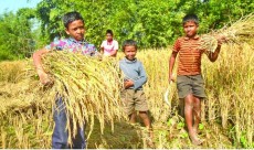 বাঙালির ঘরে ঘরে নবান্ন