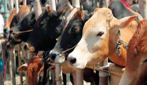 ৩ লাখ ৯৪ হাজার পশু কোরবানি সিলেটে