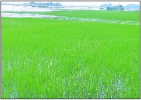 পানির নিচে আমন ক্ষেত