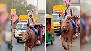 মহিষের পিঠে চড়ে রাস্তায় যুবকের প্রতিবাদ