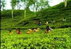 চা শিল্পের উন্নয়নে ৭ কোটি টাকার প্রকল্প