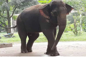 চিড়িয়াখানায় হাতির আক্রমণে  নিহত হল মাহুতের ছেলে