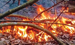 সুন্দরবনের আগুন নেভাতে প্রচেষ্টা