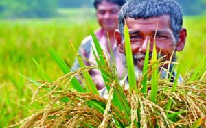 কৃষি খাতে ভর্তুকি ৮ হাজার কোটি টাকা বেড়েছে