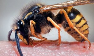 ইসরায়েলের নিরিম সীমান্তের কাছে  অভিযান চালাতে যাচ্ছিল ইসরায়েলি প্রতিরক্ষা বাহিনী