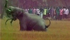 ভারতে বুনো হাতির তাণ্ডবে নিহত ৪