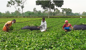 চা শিল্পে উৎপাদন খরচের তুলনায় নিলাম মূল্য কম