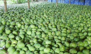 সবার আগে বাজারে উঠেছে সাতক্ষীরার আম