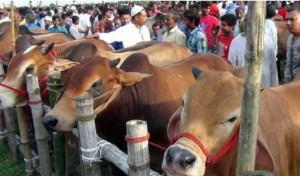 ঈদুল আযহা উপলক্ষে রাজধানীর আফতাবনগরে পশুর হাট বসবে না