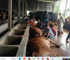 এক খামারির ২৭ গরুর মৃত্যু