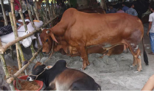 কক্সবাজারের রামুতে কোরবানির গরু জবাই করতে গিয়ে গরুর লাথিতে ১ জন নিহত