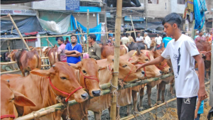 পবিত্র ঈদুল আজহায় সারা দেশে মোট ১ কোটি ৬ লাখ ২১ হাজার ২২৮ গবাদিপশু বিক্রি হয়